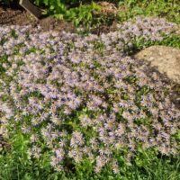 Aster ageratoides ‘Adustus Nanus’