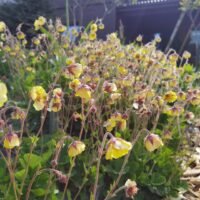 Geum ‘Lisanne’