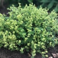 Alchemilla alpina