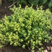 Alchemilla alpina