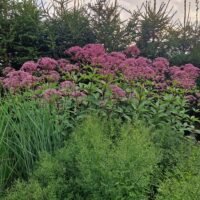 Eupatorium maculatum ‘Gateway’