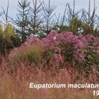 Eupatorium maculatum ‘Gateway’