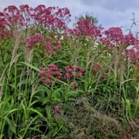 Eupatorium maculatum ‘Gateway’