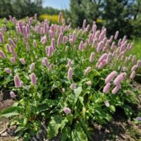 Persicaria bistorta ‘Superbum’