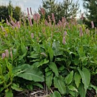 Persicaria bistorta ‘Superbum’