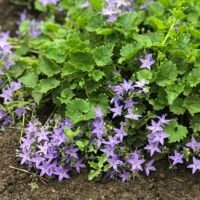 Campanula elatines var. fenestrellata