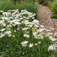 Aster alpinus ‘Albus’