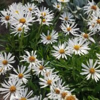 Aster alpinus ‘Albus’