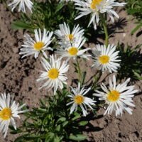 Aster alpinus ‘Albus’