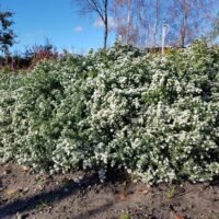 Aster ericoides ‘First Snow’