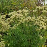 Pycnanthemum tenuifolium