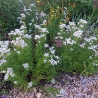 Pycnanthemum tenuifolium