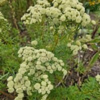 Pycnanthemum tenuifolium