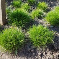 Festuca gautieri ‘Pic Carlit’