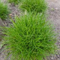 Festuca gautieri ‘Pic Carlit’