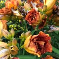Daylily (=Hemerocallis) ‘Bobo Anne’
