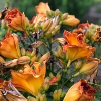 Daylily (=Hemerocallis) ‘Bobo Anne’