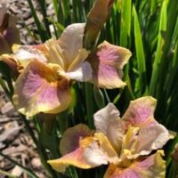 Iris sibirica ‘Sounds and Spirit’