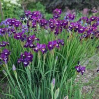 Iris sibirica ‘Sultans Ruby’