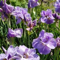 Iris sibirica ‘Imperial Opal’