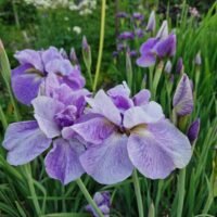 Iris sibirica ‘Imperial Opal’