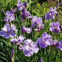 Iris sibirica ‘Imperial Opal’