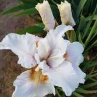 Iris sibirica ‘Fond Kiss’