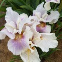 Iris sibirica ‘Fond Kiss’