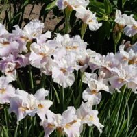 Iris sibirica ‘Fond Kiss’