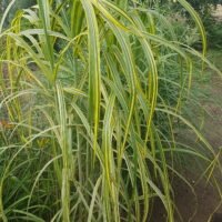Miscanthus ‘Gilt Edge’