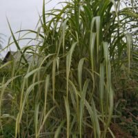 Miscanthus ‘Gilt Edge’