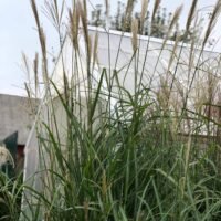 Miscanthus sinensis ‘Silberfeder’