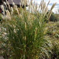 Miscanthus sinensis ‘Silberfeder’