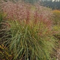 Miscanthus sinensis ‘Elfin’