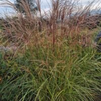 Miscanthus sinensis ‘Elfin’
