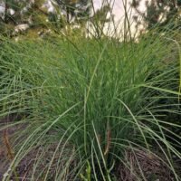 Miscanthus sinensis ‘Apache’
