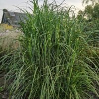 Miscanthus sinensis b.p.