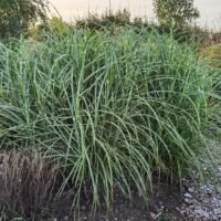 Miscanthus sinensis b.p.