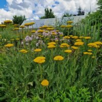 Achillea filipendulina ‘Parker’