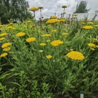 Achillea filipendulina ‘Parker’