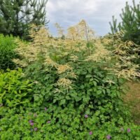 Aruncus dioicus ‘Zweiweltenkind’