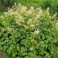 Aruncus dioicus ‘Zweiweltenkind’