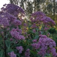 Eupatorium ‘Glutball’