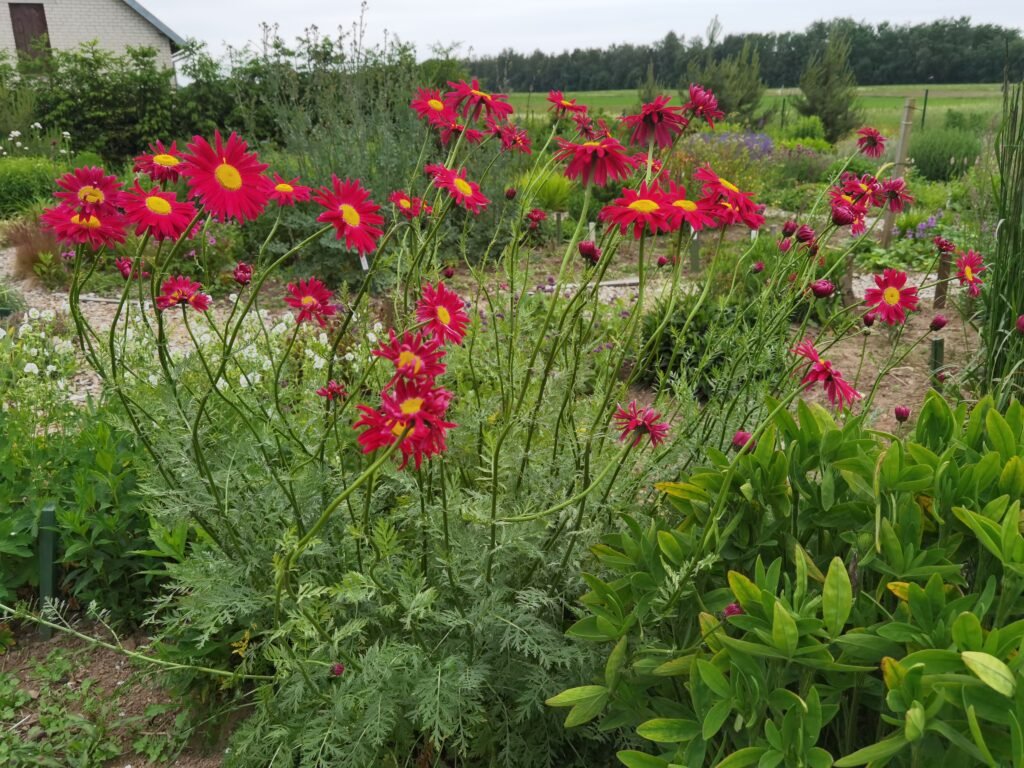 Pyrethrum 'Robinson's Red' - Gėlių Dvarelis