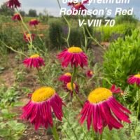 Pyrethrum ‘Robinson’s Red’