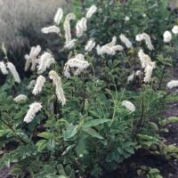 Sanguisorba obtusa ‘Alba’