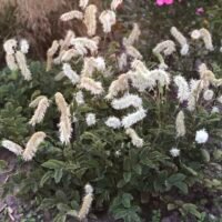 Sanguisorba obtusa ‘Alba’