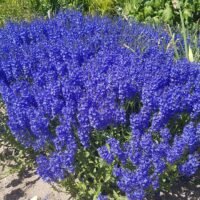 Veronica ‘Royal Blue’