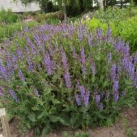 Salvia ‘Blauhugel’