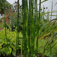 Equisetum camtschatcense